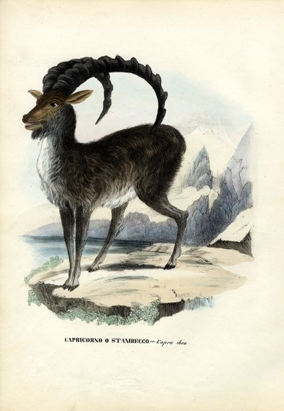 Ibex des Alpes, 1863-79 - Raimundo Petraroja